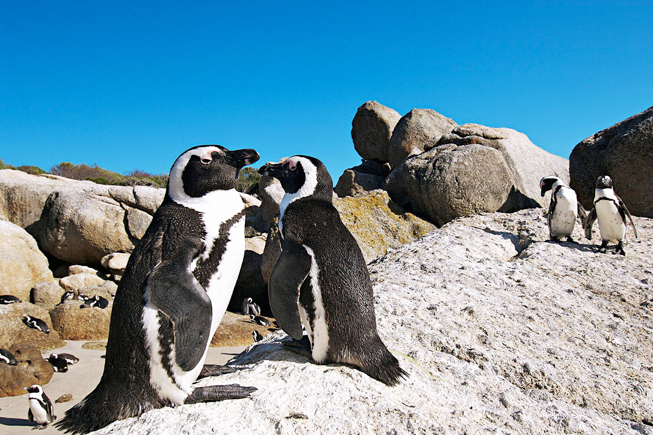 Pingviner på Boulders Beach, Kapp-halvøya