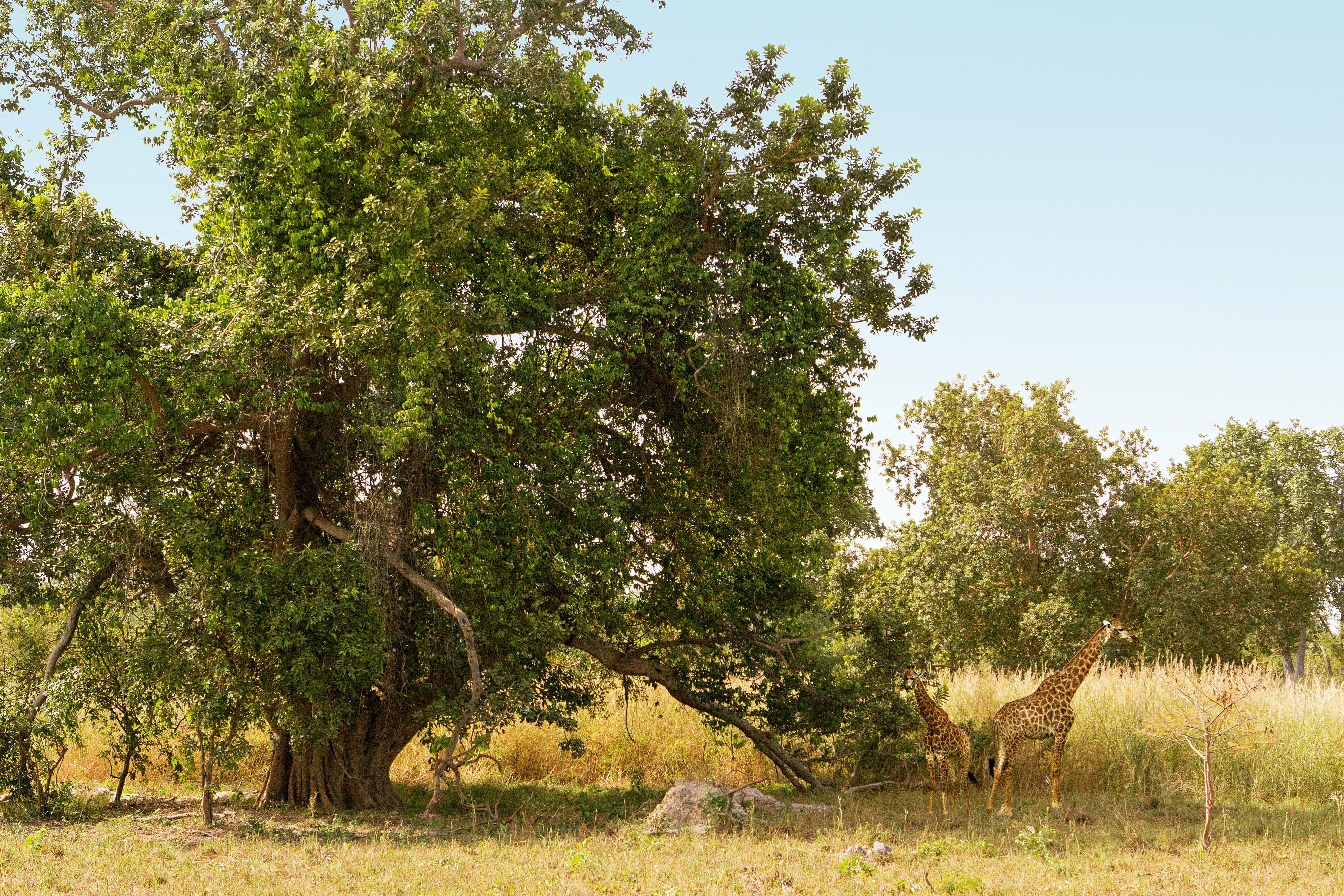 Fathala Wildlife Reserve, utflukt Senegal–Gambia
