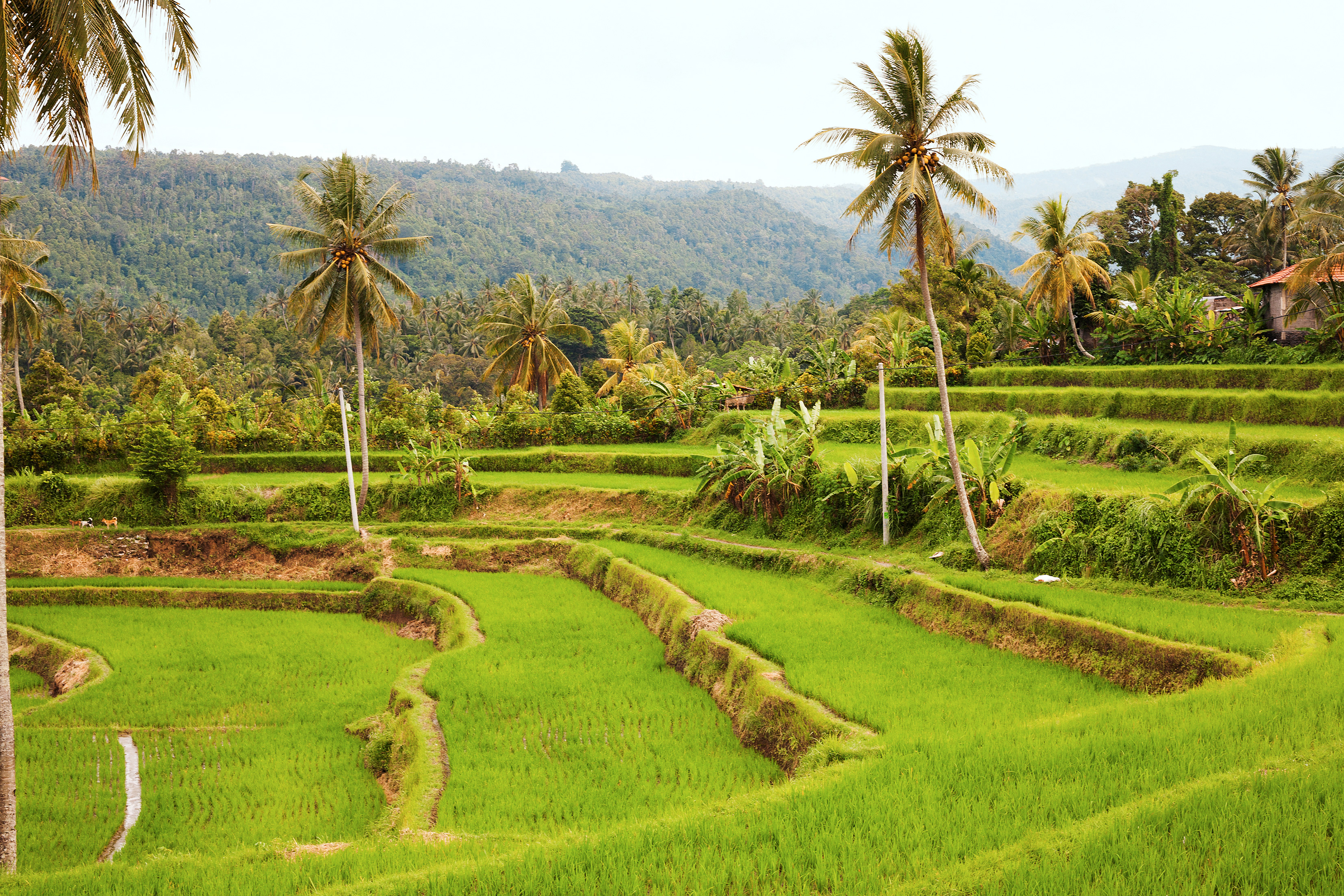 Bali