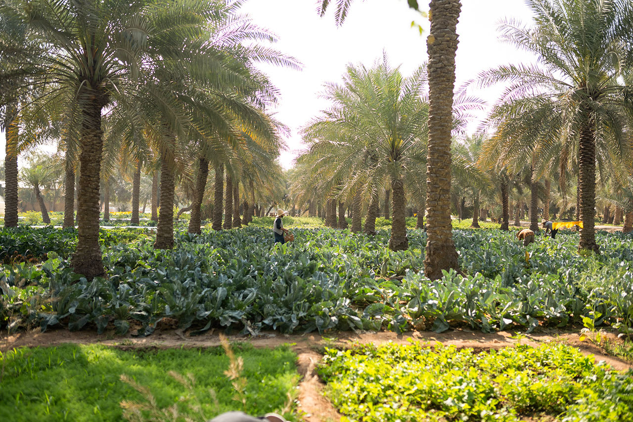 Heenat Salma Farm