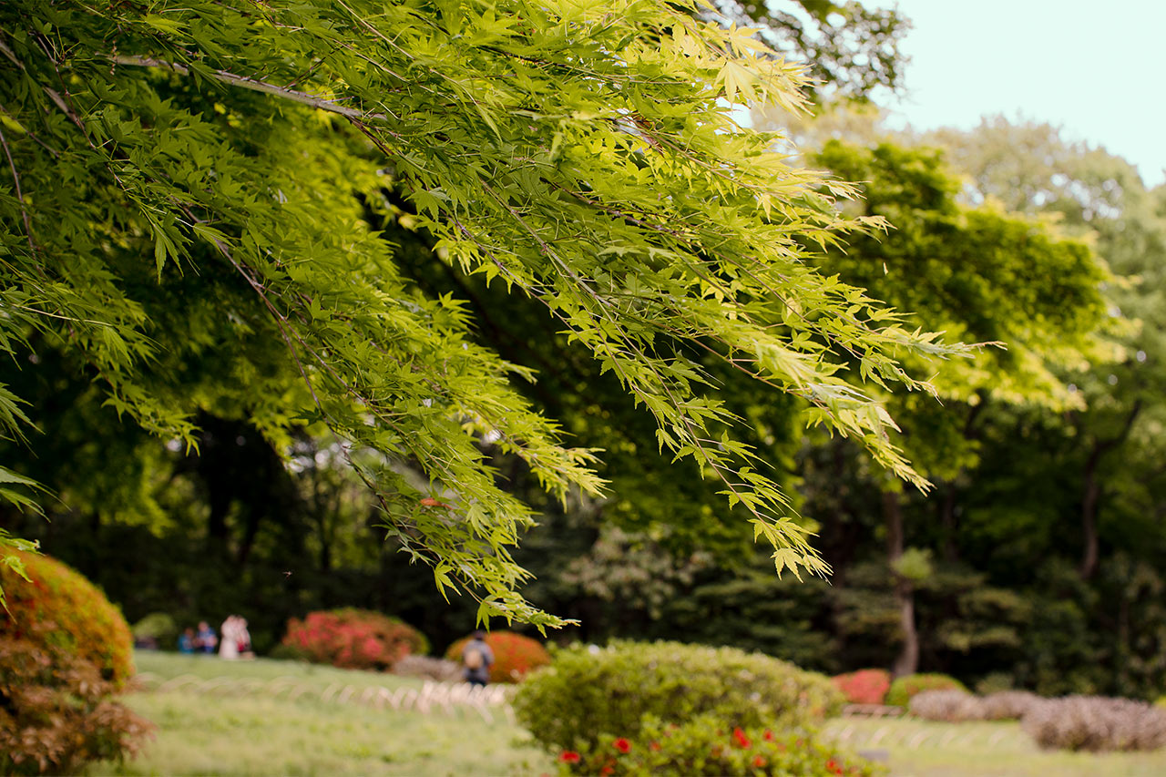 Meiji-tempelet